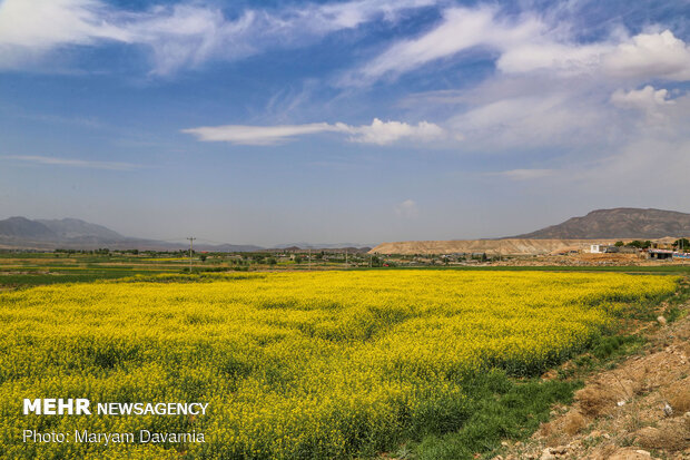 دشت کلزا نقاشی زیبای طبیعت بجنورد