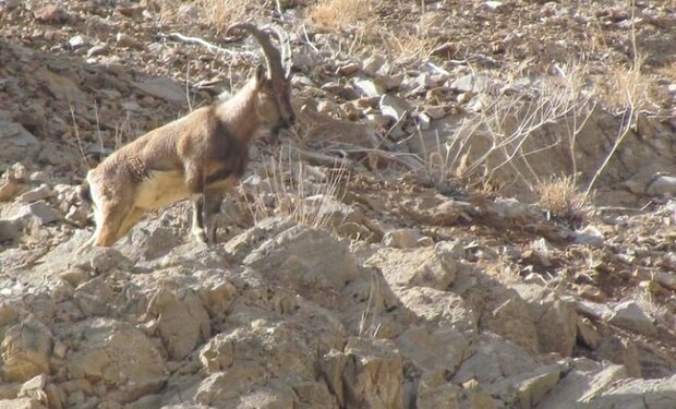 VIDEO: Ghamsar and Barzok Protected Area