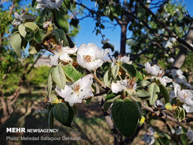 Almond blossoms
