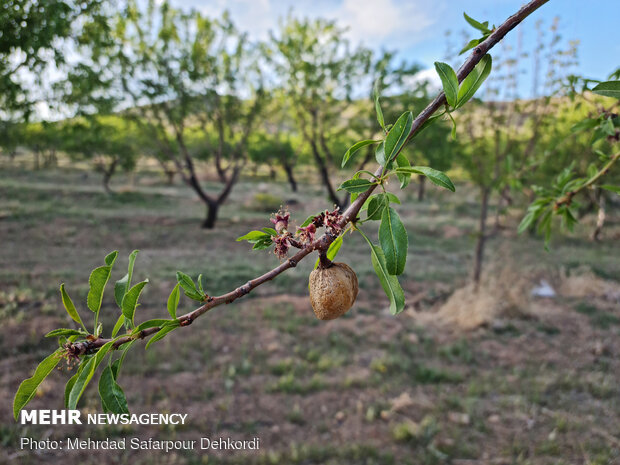 احتمال سرمازدگی محصولات باغی در اردبیل/مسیل‌ها سیلابی می‌شوند