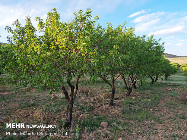 Almond blossoms
