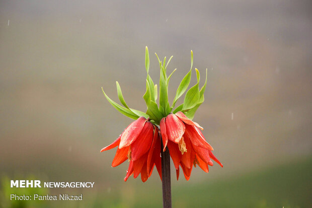 Breathtaking scenery of inverted tulips in Kuhrang
