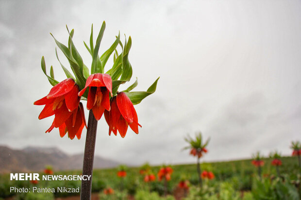 Breathtaking scenery of inverted tulips in Kuhrang
