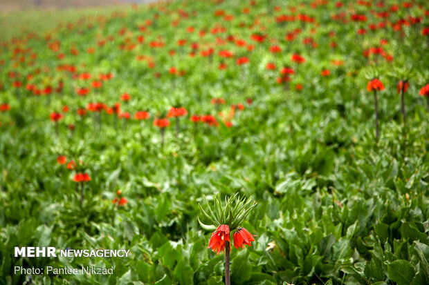 Breathtaking scenery of inverted tulips in Kuhrang
