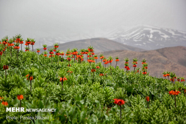 Breathtaking scenery of inverted tulips in Kuhrang
