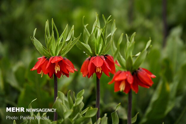 Breathtaking scenery of inverted tulips in Kuhrang
