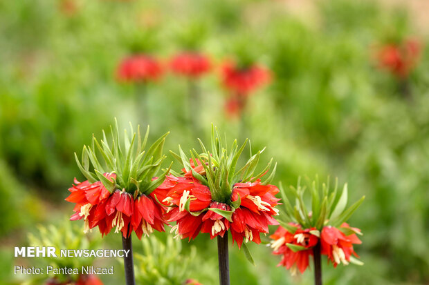 Breathtaking scenery of inverted tulips in Kuhrang
