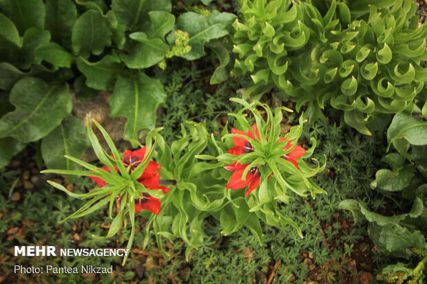 Breathtaking scenery of inverted tulips in Kuhrang
