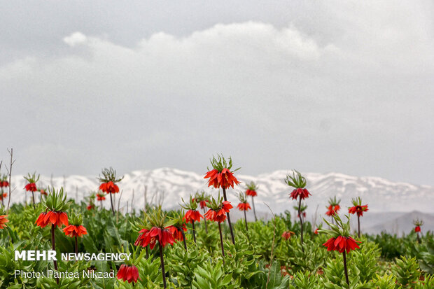 Breathtaking scenery of inverted tulips in Kuhrang
