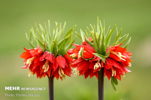 Breathtaking scenery of inverted tulips in Kuhrang
