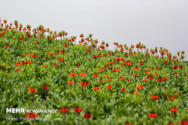 Breathtaking scenery of inverted tulips in Kuhrang
