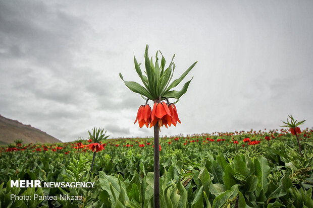 Breathtaking scenery of inverted tulips in Kuhrang
