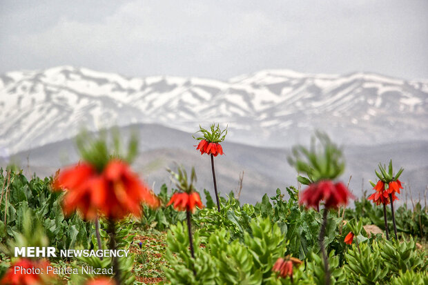 Breathtaking scenery of inverted tulips in Kuhrang
