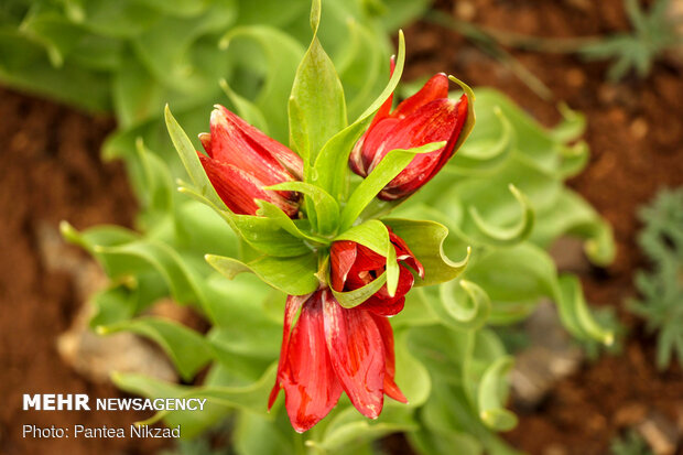 Breathtaking scenery of inverted tulips in Kuhrang
