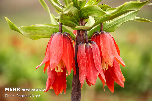 Breathtaking scenery of inverted tulips in Kuhrang
