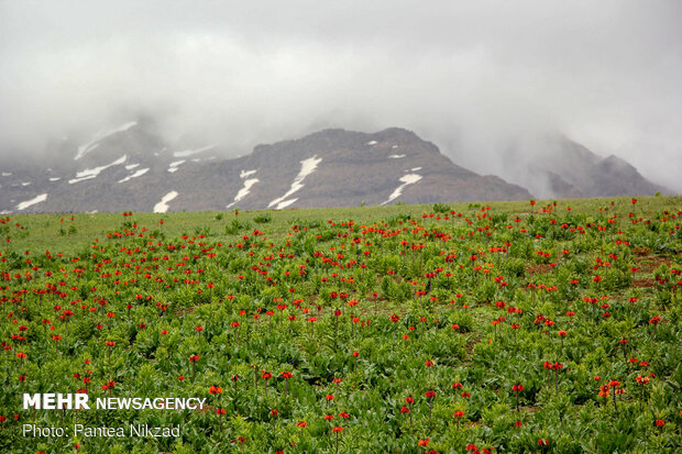 Breathtaking scenery of inverted tulips in Kuhrang
