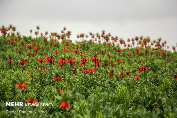 Breathtaking scenery of inverted tulips in Kuhrang
