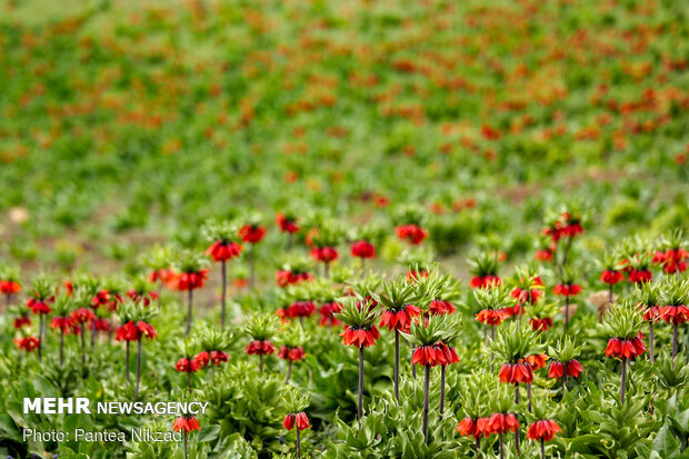 Breathtaking scenery of inverted tulips in Kuhrang

