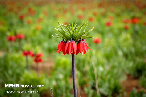 Breathtaking scenery of inverted tulips in Kuhrang
