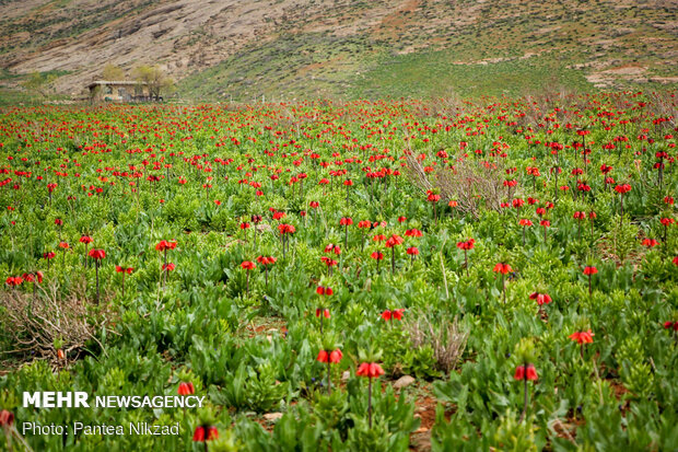 Breathtaking scenery of inverted tulips in Kuhrang
