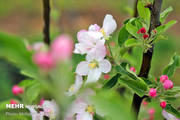 Beautiful nature of Ardabil with breathtaking views in spring