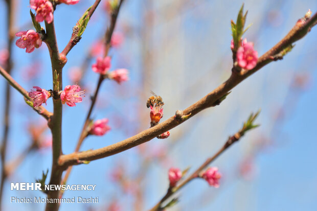 Beautiful nature of Ardabil with breathtaking views in spring