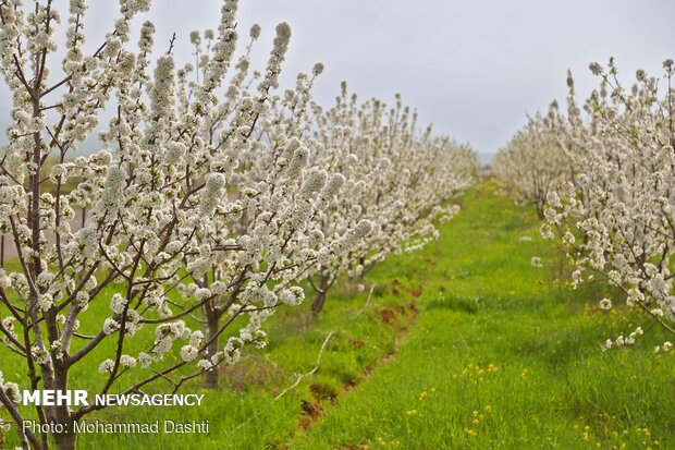 Beautiful nature of Ardabil with breathtaking views in spring