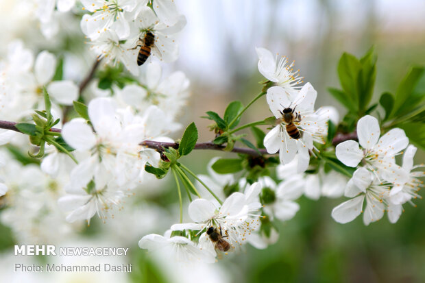 Beautiful nature of Ardabil with breathtaking views in spring