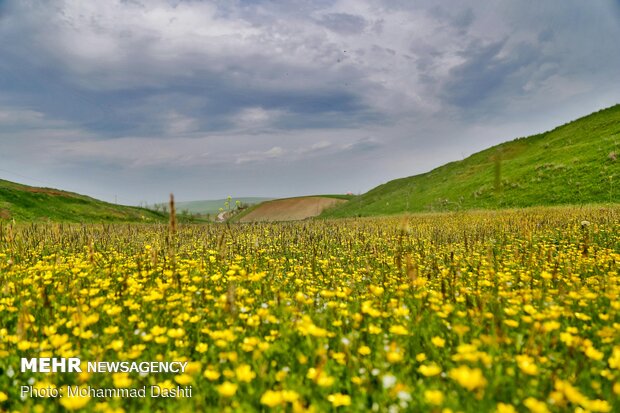 رد پای بهار در اردبیل