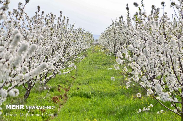 Beautiful nature of Ardabil with breathtaking views in spring