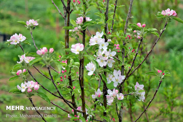 Beautiful nature of Ardabil with breathtaking views in spring