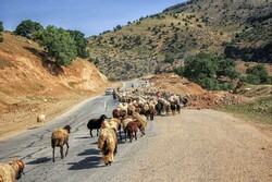 ۴۳۰۰میلیارد تومان برای مقابله با خشکسالی در مناطق عشایری نیاز است