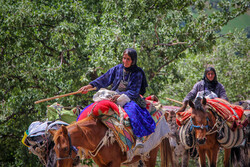 کوچ پاییزی عشایر اصفهان آغاز شد/واکسیناسیون ۱۰ هزار نفر از عشایر