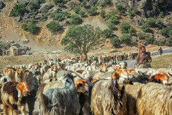 واکسیناسیون دام عشایر در دشت لار آغاز شد