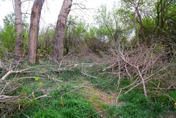 واکنش مدیرکل حفاظت محیط زیست استان تهران به قطع درختان سرخه حصار