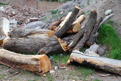 شهرداری تهران موضوع قطع درختان در منطقه لویزان را پیگیری کند