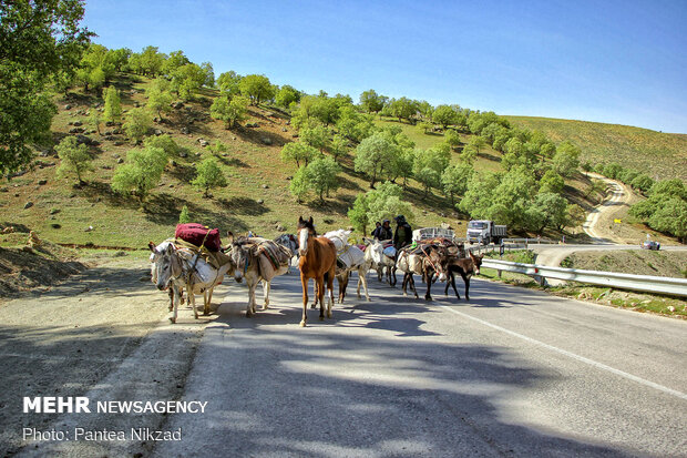 کوچ بهاره ۱۲ هزار عشایر اردبیل به ییلاقات