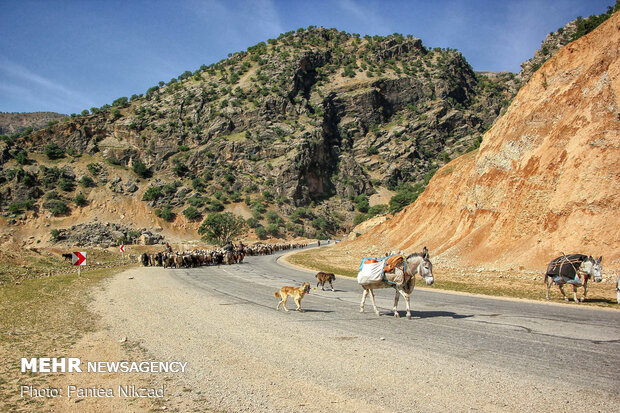 غربالگری عشایر در مبادی ورودی استان چهارمحال و بختیاری