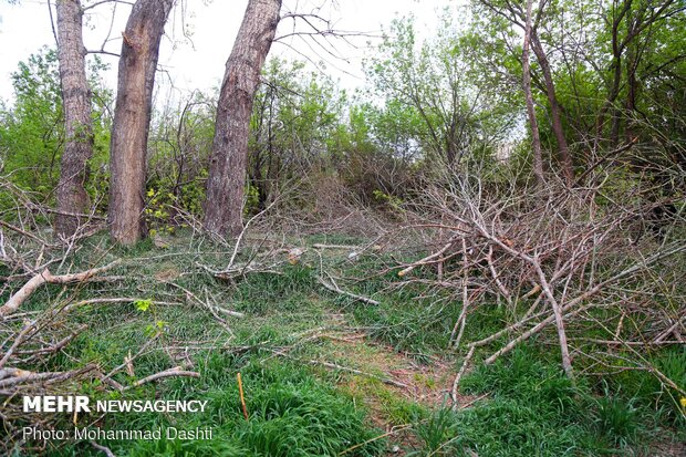 واکنش مدیرکل حفاظت محیط زیست استان تهران به قطع درختان سرخه حصار 