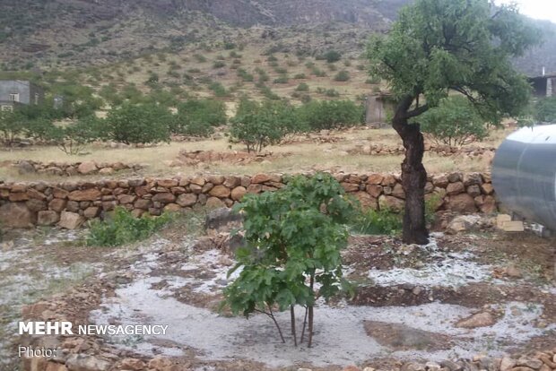 خسارت ۹۳ میلیاردی بارش تگرگ به باغات نی ریز خسارت ۹۳ میلیاردی بارش تگرگ به باغات نی ریز