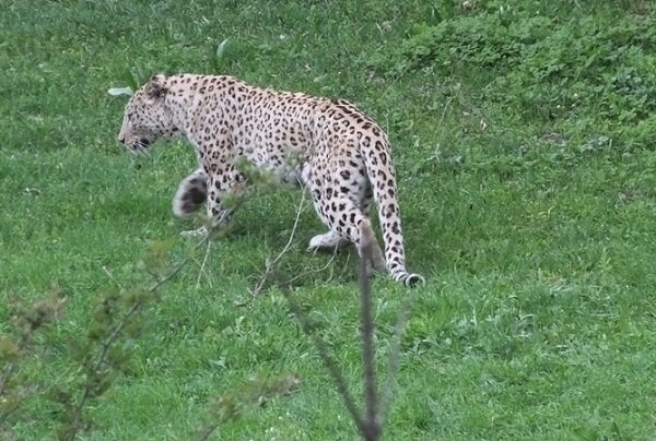 VIDEO: Leopards eating deer in central Iran