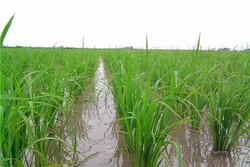 ممنوعیت کاشت برنج در صحنه به سبب به کاهش بارندگی و منابع آب