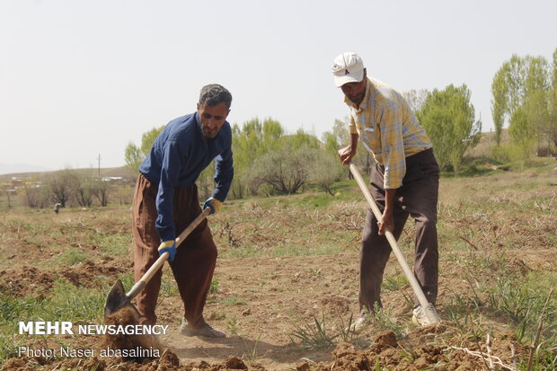 همت کشاورزان کردستانی در روزهای کرونایی