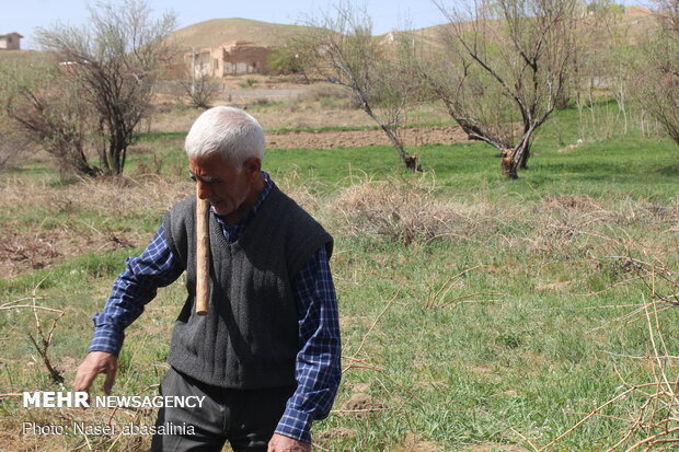 همت کشاورزان کردستانی در روزهای کرونایی
