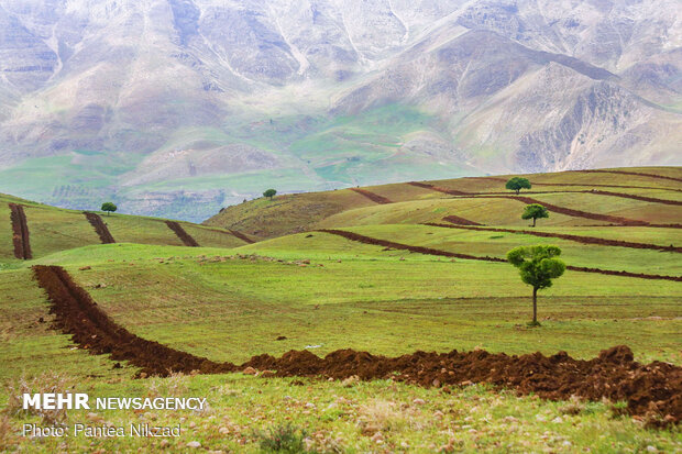 از سپیدی برف تا سرسبزی چنگل های  بلوط