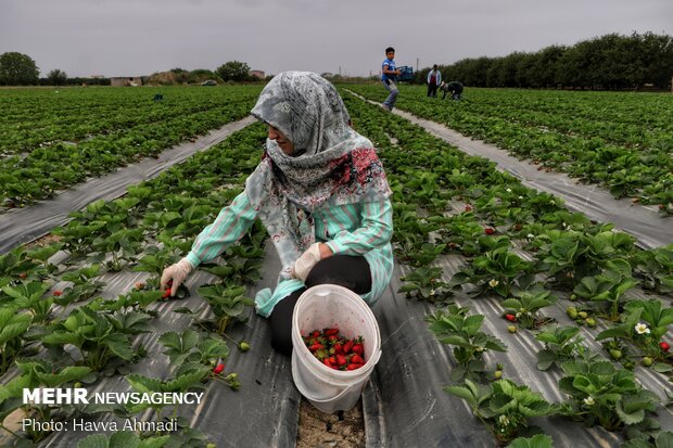 آغاز برداشت توت فرنگی در بهنمیر بابلسر