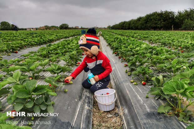 کودکان از همان سنین پایین خردسالی که شاهد کار کشاورزی هستند، مشتاق کار می شوند. حتی بدون آنکه توسط والدین به این کار کشیده شوند خود علاقه مند هستند.