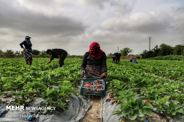 آغاز برداشت توت فرنگی در بهنمیر بابلسر