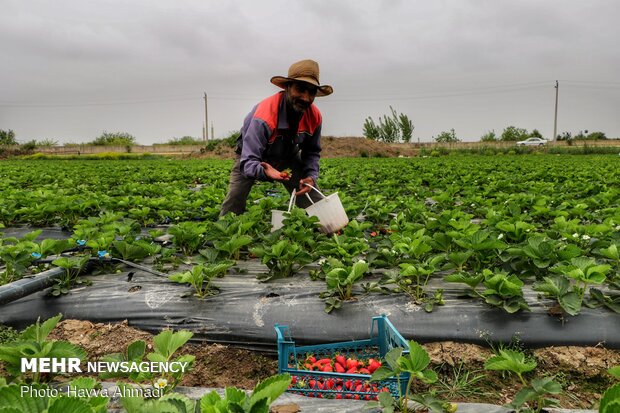 Harvesting strawberry kicks off in Bahnemir, Babolsar