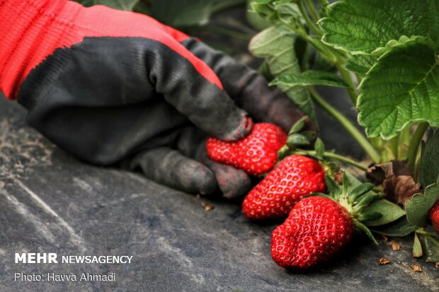 Harvesting strawberry kicks off in Bahnemir, Babolsar